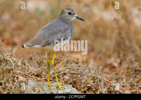 Weißschwanzpfropfen (Vanellus leucurus, Chettusia leucura), erster Winter auf trockenem Boden stehend, Oman, Sohar Stockfoto