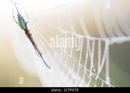 Langkieferige Spinne (Tetragnatha extensa), im Netz mit Tau bedeckt, Niederlande, Frisia, Delleboersterheide Stockfoto