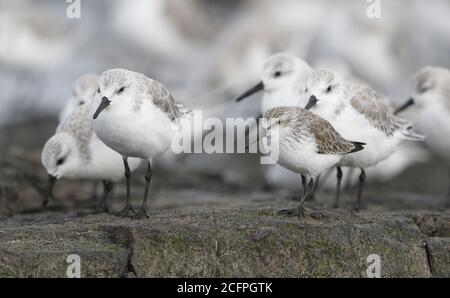 westlicher Sandpiper (Calidris mauri), im Winter erwachsenes Gefieder, das am Strand ruht, zwischen einer Schar von Sanderlings, USA, New Jersey Stockfoto