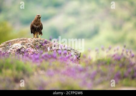 Bussard Eurasian (Buteo buteo), Erwachsener auf einem Felsen, Spanien, Guadarrama-Nationalpark Stockfoto