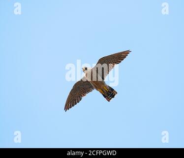 Wanderfalke (Falco peregrinus), Weibchen im Flug, zeigt Unterflügel, Niederlande, IJssel, Deventer Stockfoto