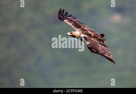 Spanischer Kaiseradler, iberischer Kaiseradler, Adalbertadler (Aquila adalberti), subadult im Flug, von oben gesehen, Spanien, Guadarrama National Stockfoto