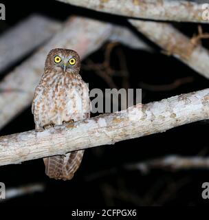 Südliche Bucheule, Südliche Bucheule (Ninox boobobook rotiensis, Ninox rotiensis), auf einem Zweig bei Nacht, Indonesien, Lesser Sundas, Roti Stockfoto