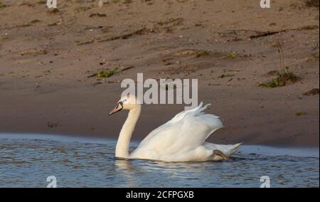 Muter Schwan (Cygnus olor), Juvenile/erster Winter mit polnischer Morphe, die von Anfang an völlig weiß ist, Niederlande, IJssel, Deventer Stockfoto