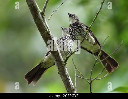 Gestreifte Bulbul (Pycnonotus leucogrammicus), Paar im Regenwald bei Bukit Tapan, Indonesien, Sumatra Stockfoto