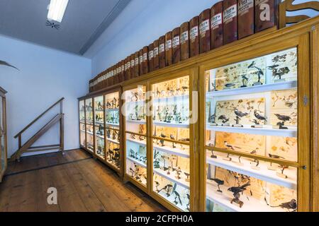 Naturmuseum Ausstellung im Kloster Admont, Österreich Stockfoto