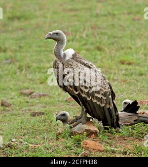 Rueppells Gänsegeier, Rueppells Gänsegeier (Gyps rueppelli), sitzend auf dem Boden, Kenia Stockfoto