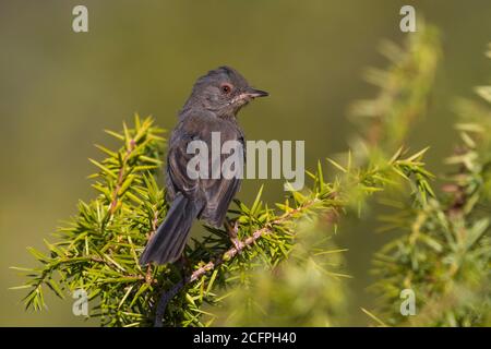 dartford-Waldsänger (Sylvia undata, Curruca undata), getragen jugendlich auf einem Busch thront, Italien, Arezzo, Monti del Pratomagno Stockfoto