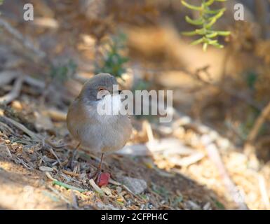 sardischer Waldsänger (Sylvia melanocephala), adulte Hündin am Boden, Israel, Eilat Stockfoto