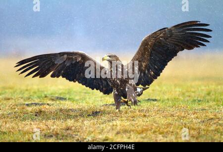 Seeadler (Haliaeetus albicilla), subadulte Landung auf dem Boden auf einer grünen Wiese, Polen, Kutno Stockfoto