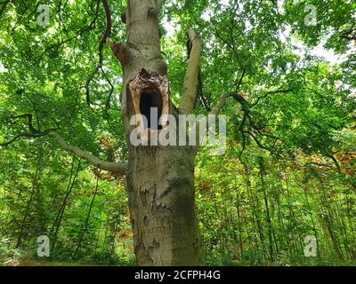 Gemeine Buche (Fagus sylvatica), großes Loch in einem Buchenstamm, Deutschland, Nordrhein-Westfalen Stockfoto