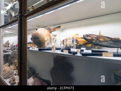 Naturmuseum Ausstellung im Kloster Admont, Österreich Stockfoto