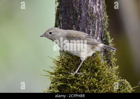 Schwalbenfink (Certhidea olivacea), einer der Darwinfinken., Ecuador, Galapagos-Inseln Stockfoto