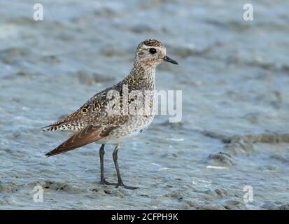 Europäischer Goldpfeiber (Pluvialis apricaria), Erstsommer während Frühlingszug, Frankreich, Hyeres Stockfoto