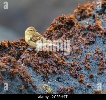 Antipodes Island Pipit (Anthus novaeseelandiae steindachneri, Anthus steindachneri), auf einem Felsen mit Algen, endemische Unterart zu Stockfoto