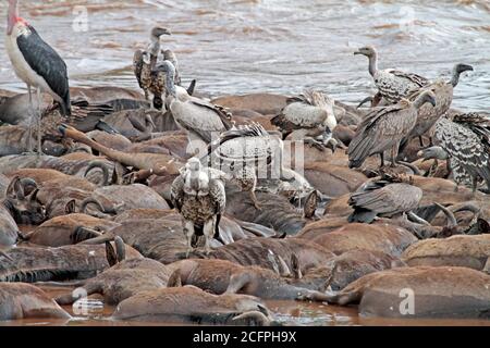 Rueppells Gänsegeier, Rueppells Gänsegeier (Gyps rueppelli), der von toten Tieren isst, die im Masai mara Fluss, Kenia, Masai Mara, an Land gewaschen wurden Stockfoto