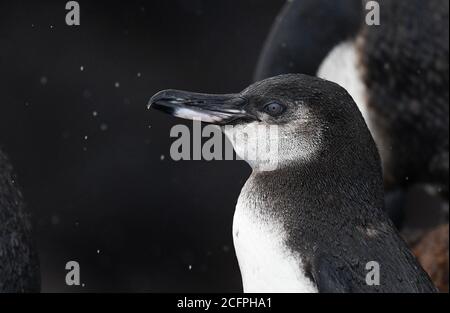 Galapagos-Pinguin (Spheniscus mendiculus), Porträt, Ecuador, Galapagos-Inseln Stockfoto