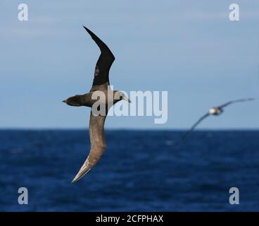 Rußalbatros (Phoebetria fusca), erwachsen im Flug über das Meer auf dem südlichen Atlantik, Tristan da Cunha Stockfoto