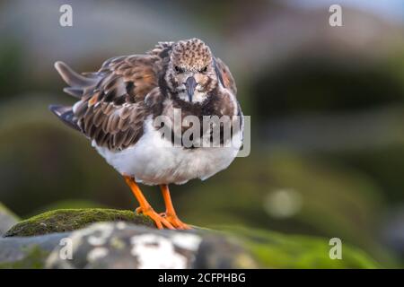 Ruddy Turnstone (Arenaria interpres), steht auf einem Stein, Italien Stockfoto