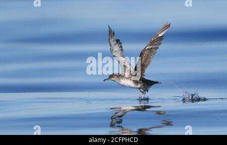 Balearen Shearwater (Puffinus mauretanicus), abgenutzte Erwachsene Abheben aus dem Wasser, stark gefährdet, Portugal, Algarve Stockfoto