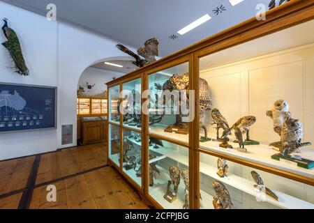 Naturmuseum Ausstellung im Kloster Admont, Österreich Stockfoto