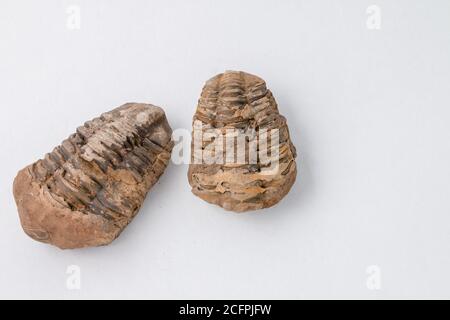 Trilobiten Fossil entdeckt in Madgascar auf weißem Grund Stockfoto