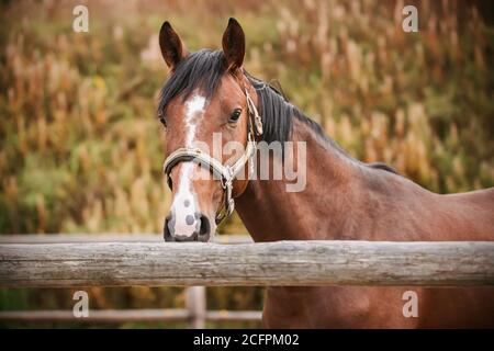 Ein wunderschönes Bay-Pferd mit einem weißen Fleck auf der Stirn und einem Halfter an der Schnauze steht an einem Herbsttag hinter einem Holzzaun in einem Fahrerlager. Landwirtschaft Stockfoto