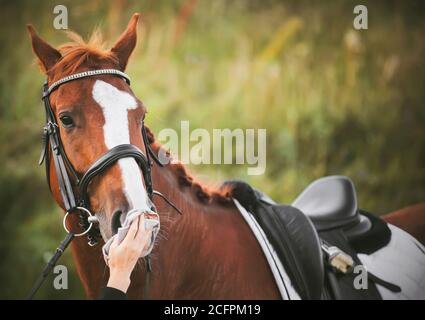 Ein schönes Sauerampfer mit einem Sattel auf dem Rücken und einem Zaumzeug an der Schnauze der Reiter wischt die Schnauze im Sommer vorsichtig mit einem Tuch ab. Stockfoto