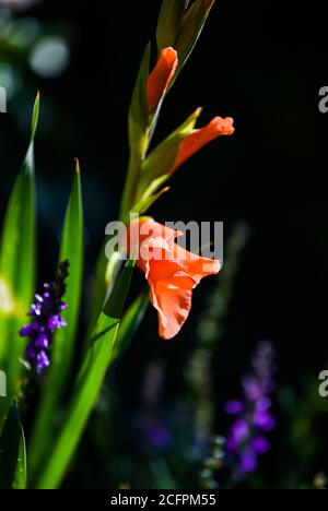 Pfirsichfarbene Gladioli-Blumenpflanze im britischen Garten Gladiolus (aus dem Lateinischen, die Verkleinerungsform des Gladius, ein Schwert) Stockfoto