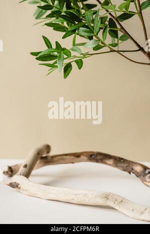 Natürlicher Hintergrund für kosmetische Produkte. Stockfoto