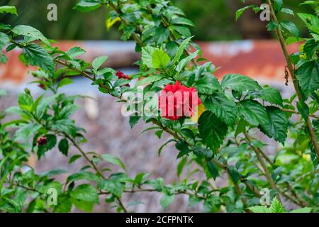 Wilde Blumen in einer natürlichen Umgebung auf der Insel Panay Philippinen. Stockfoto