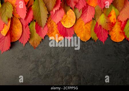 Herbstblätter von roten Blättern wilder Trauben auf schwarzem Hintergrund mit Kopierraum.