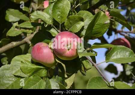 Zwei rote Äpfel auf einem Ast. Erntezeit. Stockfoto