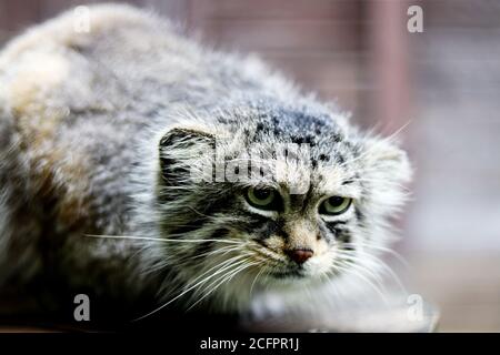 Lauernde Mul - Pallas Katze Stockfoto