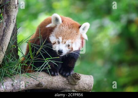 Roter Panda, auch bekannt als kleiner Panda, firefox oder Katzenbär, in den Zweigen eines Baumes, mit grünem Laubhintergrund und Platz für Text. Stockfoto