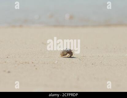 Kleine Einsiedlerkrebs, die über einen abgelegenen tropischen Sandstrand laufen Stockfoto