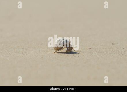 Kleine Einsiedlerkrebs, die über einen abgelegenen tropischen Sandstrand laufen Stockfoto