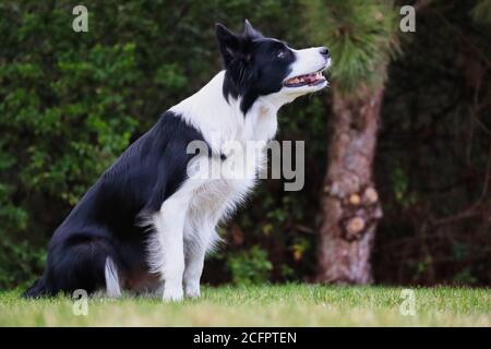 Border Collie sitzt im Garten und beobachtet ihren Mann. Schwarz-weißer Hund wartet auf ihre Befehle. Hundeausbildung Gehorsam im Park. Stockfoto