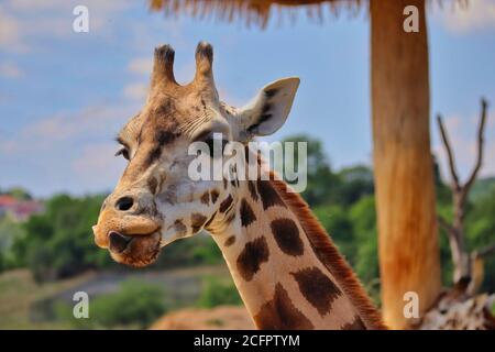Rothschilds Giraffe leckt die Nase mit der Zunge in einem Zoo. Stockfoto
