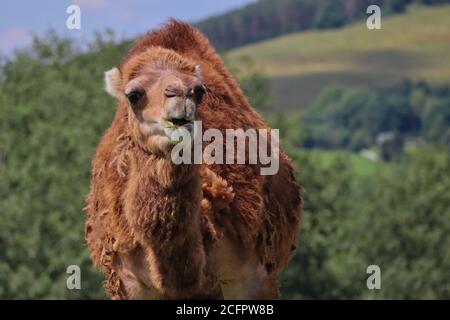 Nahaufnahme von Dromedary Camel auch Somali oder Arabian Camel in Czech Farm Park genannt. Camelus dromedarius ist ein großes, ebenes Hufling mit einem Hump. Stockfoto