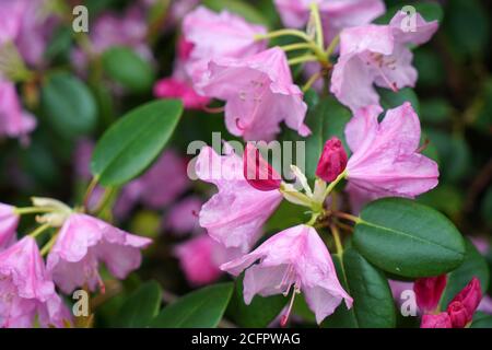 Nahaufnahme von schönen rosa Blumen Stockfoto
