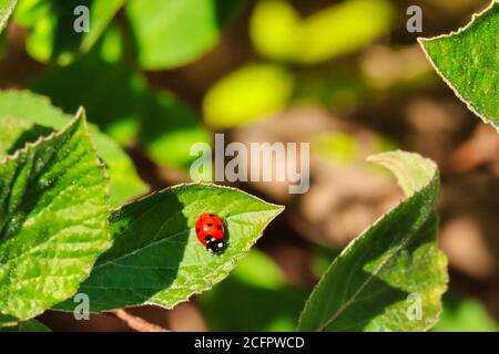 Lady Bug auf grünem Blatt im Garten in der Tschechischen Republik. Rote Dame Vogel mit schwarzen Punkten genießen die Sonne auf grünem Blatt Stockfoto