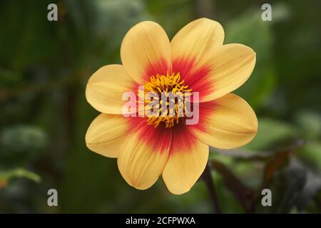 dahlia pinnata cav Blume Stockfoto