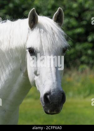 Ein Kopfschuss eines atemberaubenden grauen Pferdes. Stockfoto