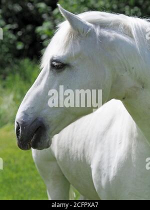 Ein Kopfschuss eines atemberaubenden grauen Pferdes. Stockfoto