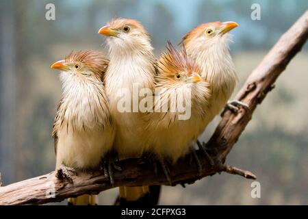 GUIRA Kuckuckvogel, Guira guira. Stockfoto