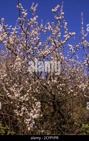Ein beliebter Baum zum Absichern von Feldern, erscheinen die frühen Blüten vor den Blättern Stockfoto