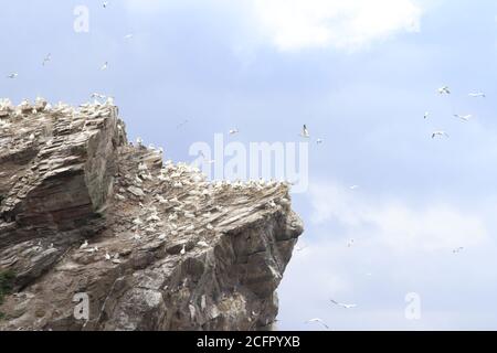 Gannet-Kolonie, Truppenkopf Stockfoto