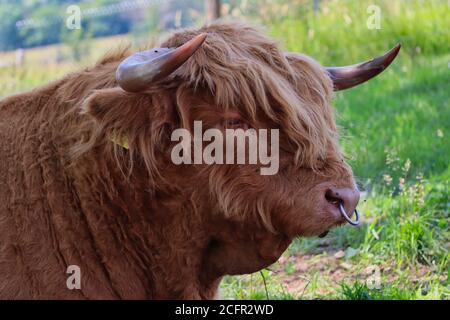 Hochlandrinder mit Nase Piercing in Tschechischen Farm Park mit Landschaft Hintergrund. Langhaarige Highland Cattle ist eine schottische Rasse von Rustikale Rinder. Stockfoto