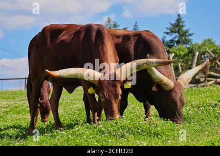 Ankole-Watusi Beweidung auf einer Wiese voller Weißklee im Tschechischen Farm Park. Moderne amerikanische Rasse von Hausrindern an einem sonnigen Tag. Stockfoto